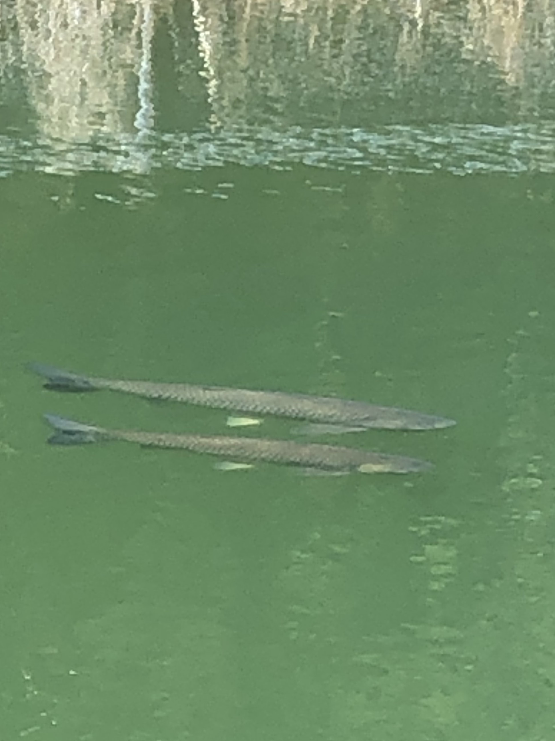 Carp swimming in the Pond